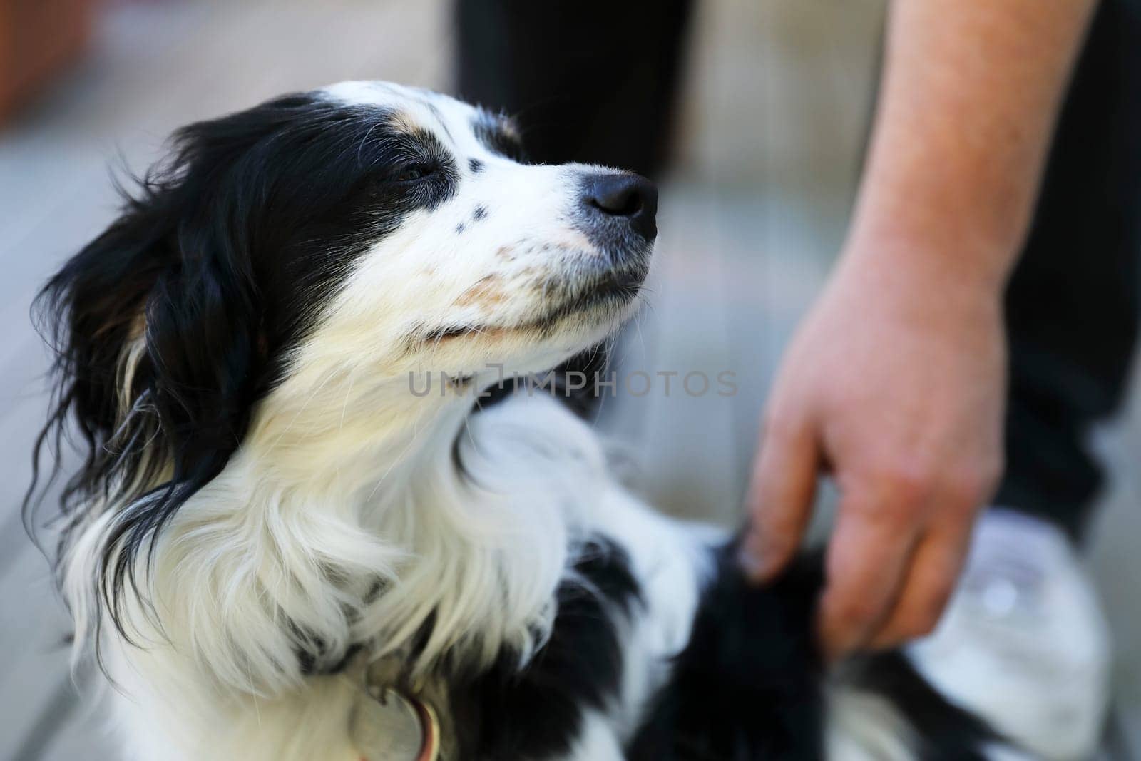 Mixed breed dog enjoying some affection.