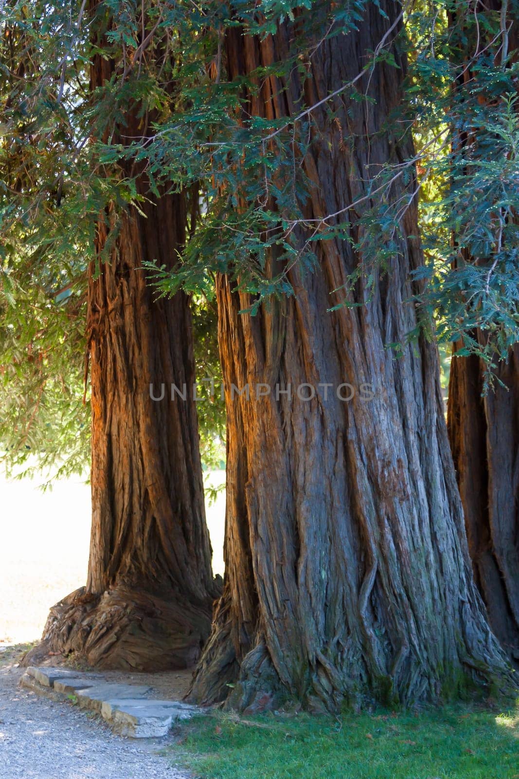 Forest trees. nature green wood sunlight backgrounds