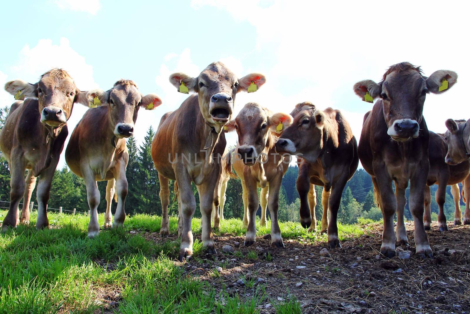 Curious young brown cattle on the pasture