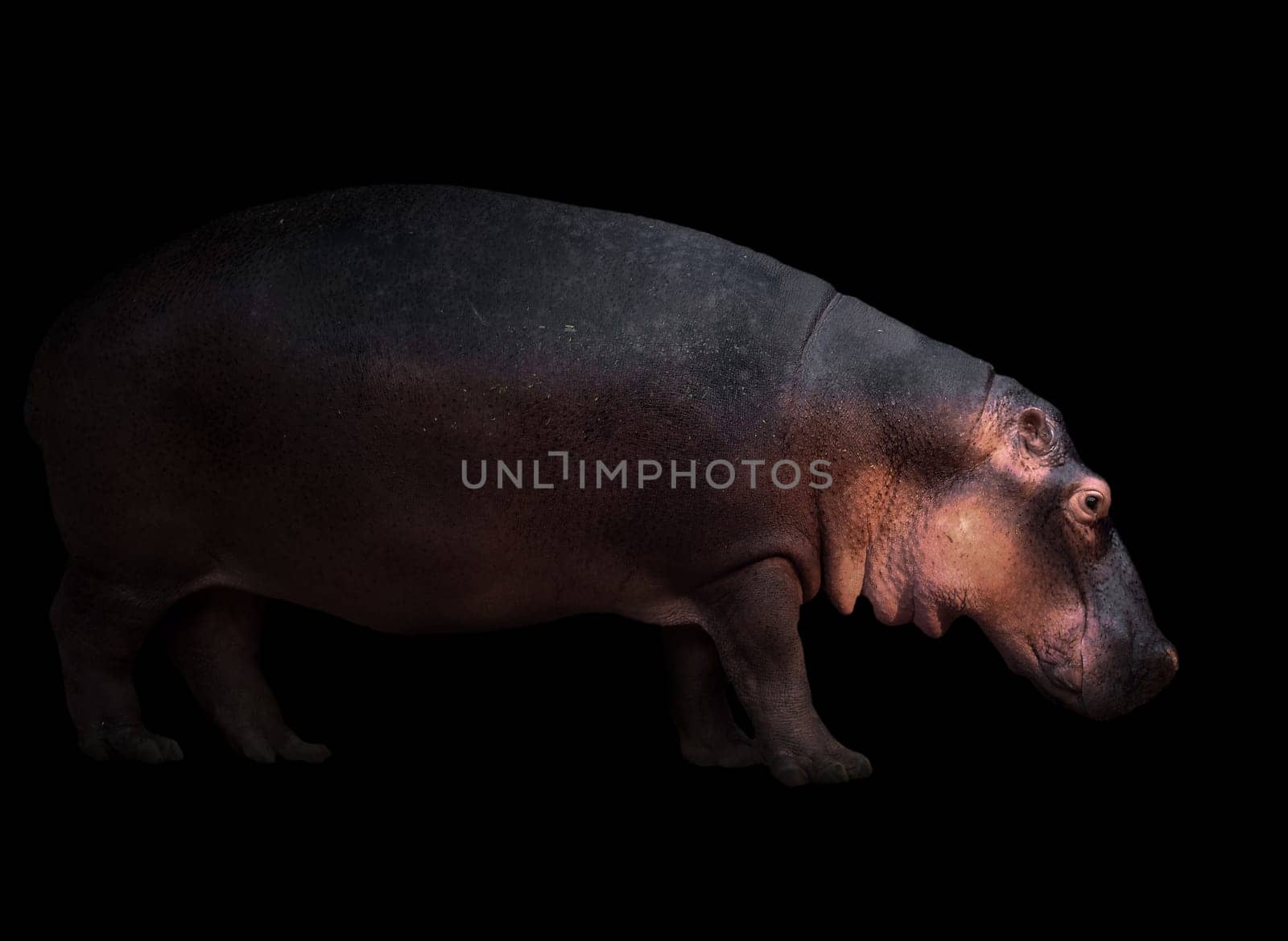 hippopotamus in the dark background with spotlight