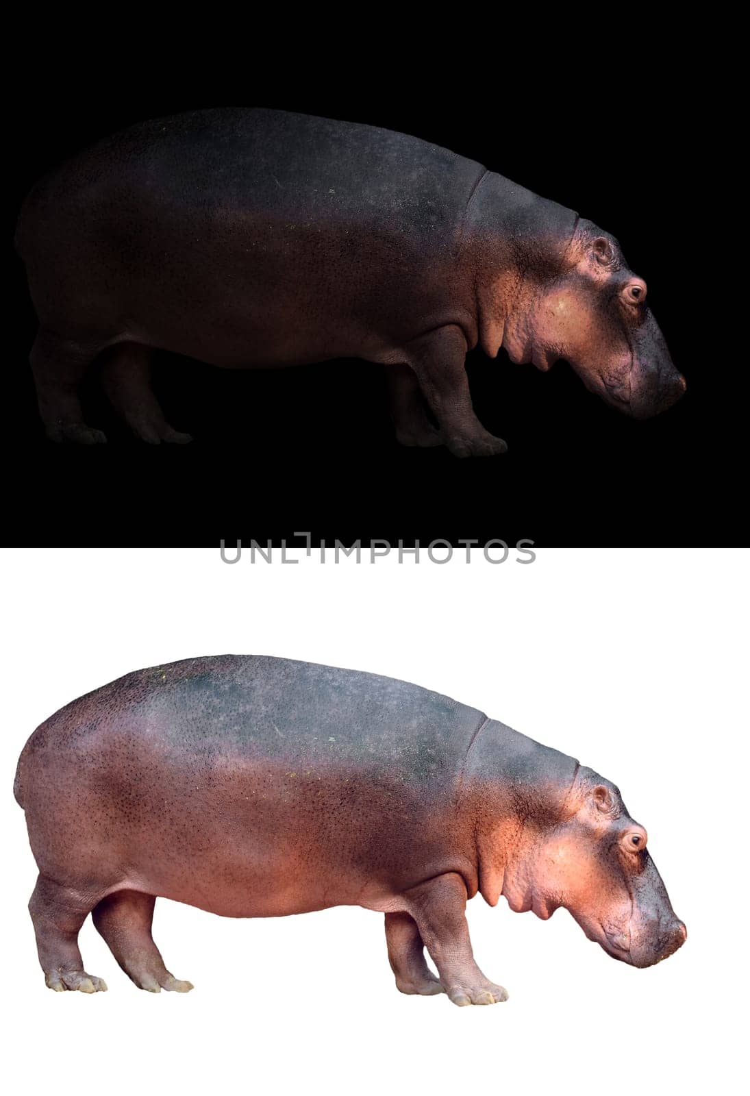 hippopotamus in the dark and hippopotamus isolated on white