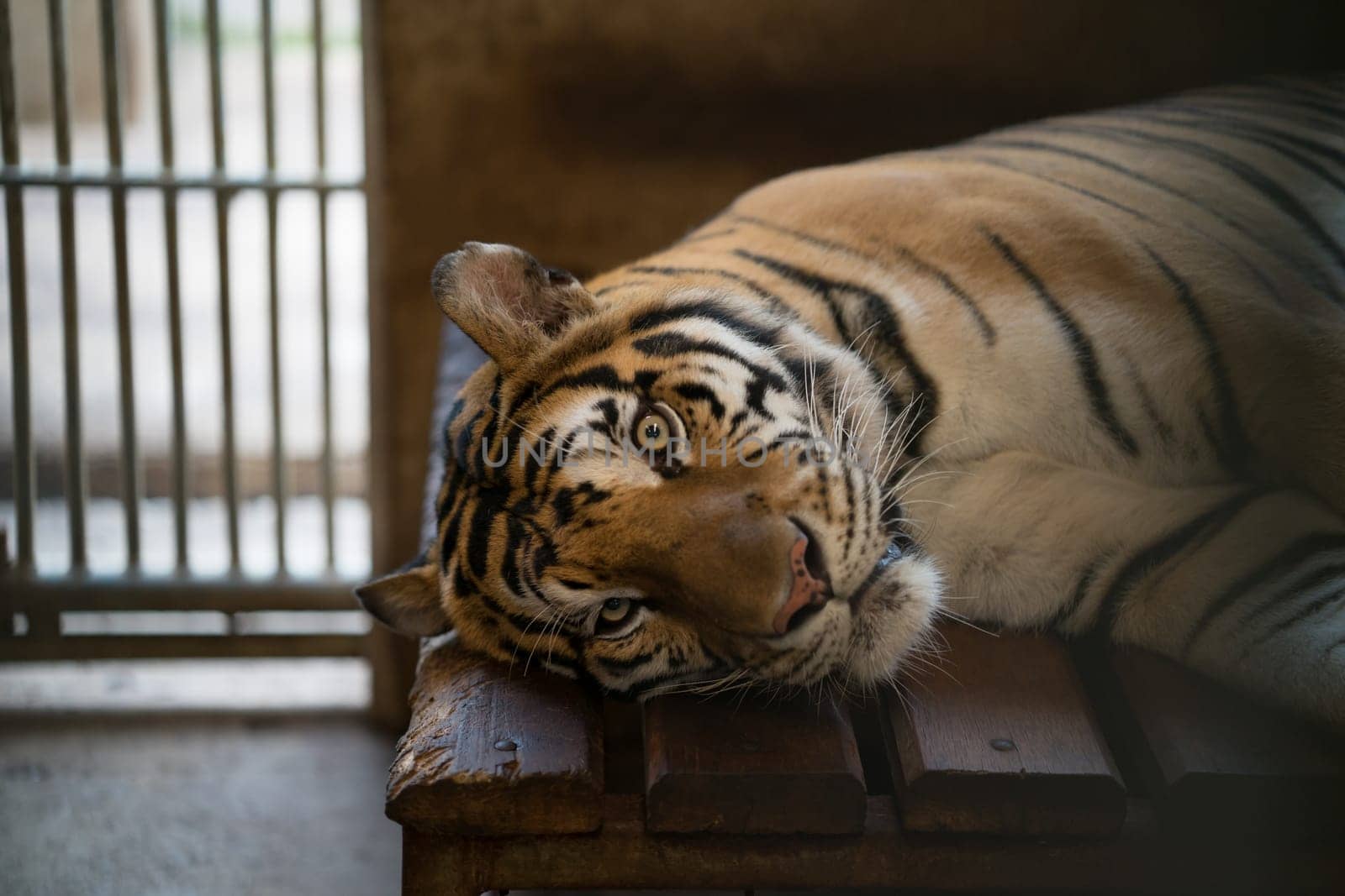 tiger behind bars in a zoo cage.