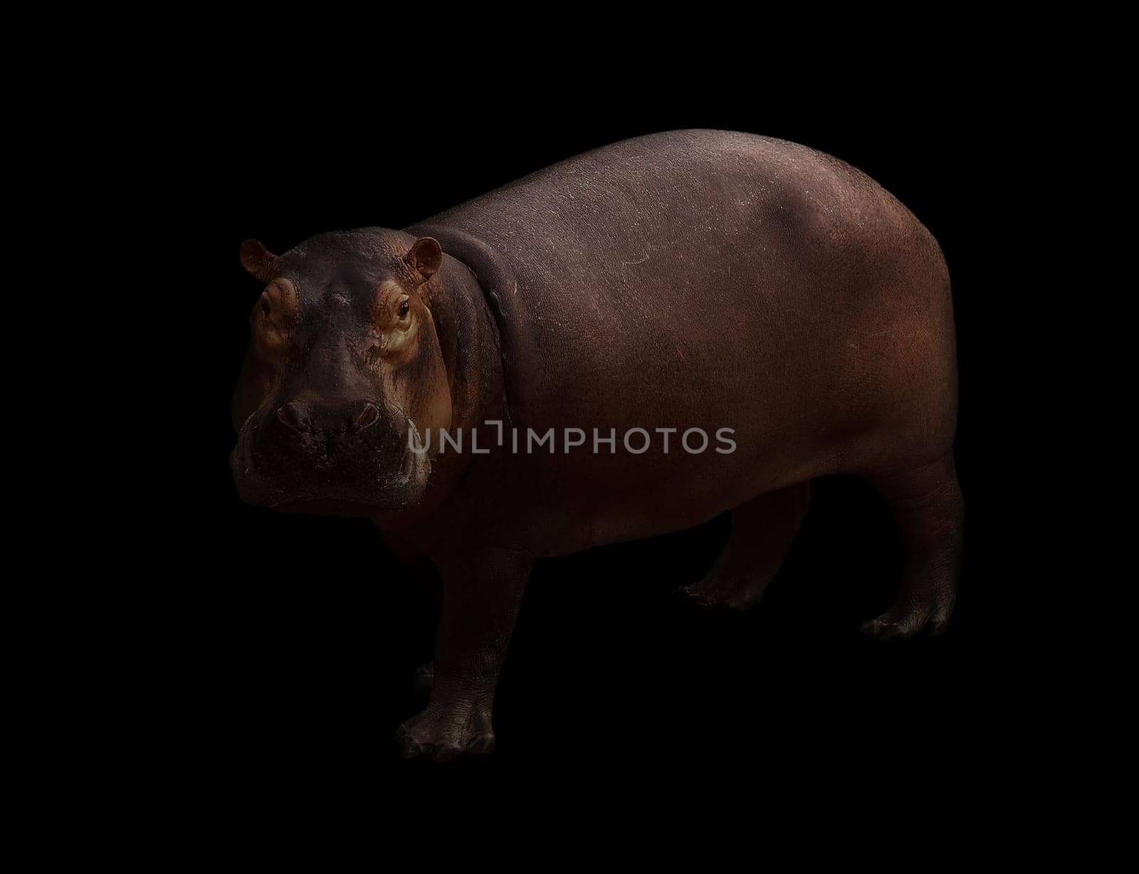 hippopotamus in the dark background with spotlight