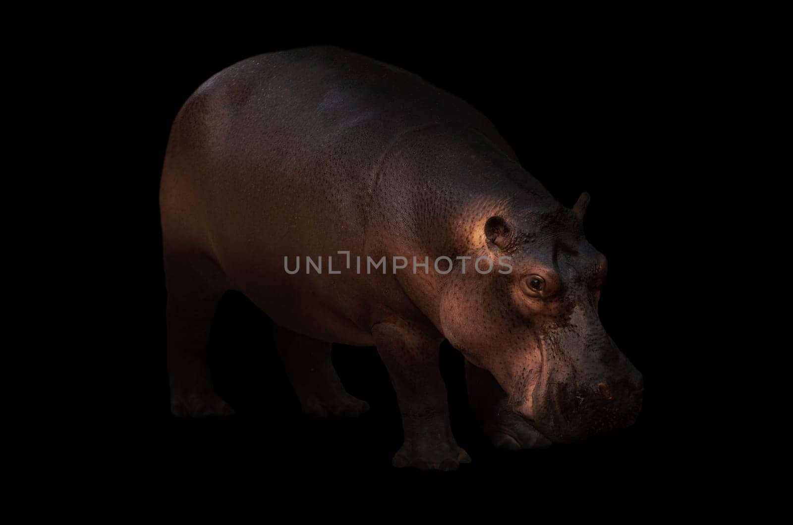 hippopotamus in the dark background with spotlight