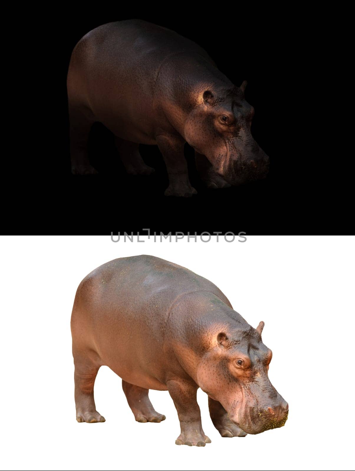 hippopotamus in the dark and hippopotamus isolated on white