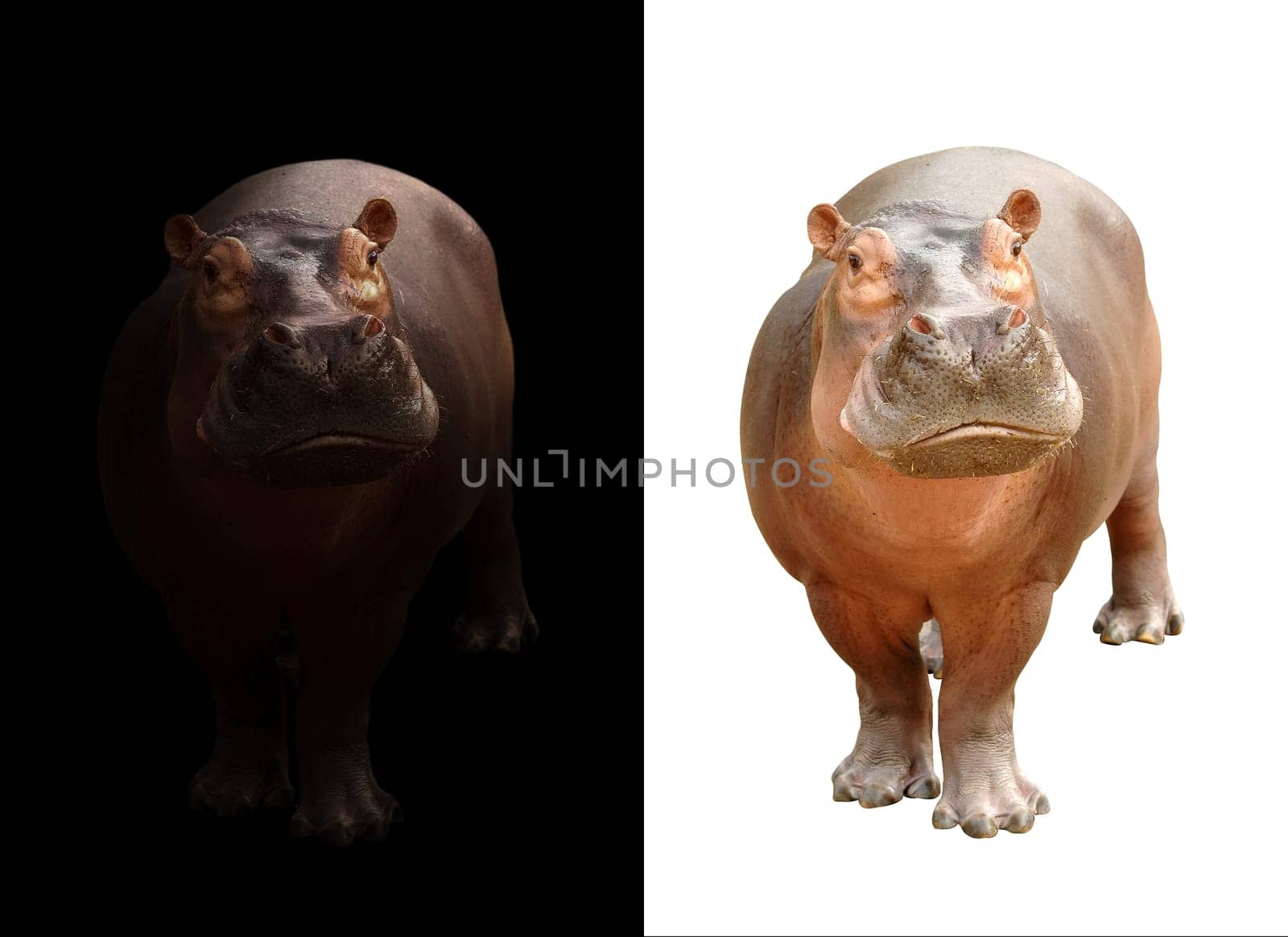 hippopotamus in the dark and hippopotamus isolated on white