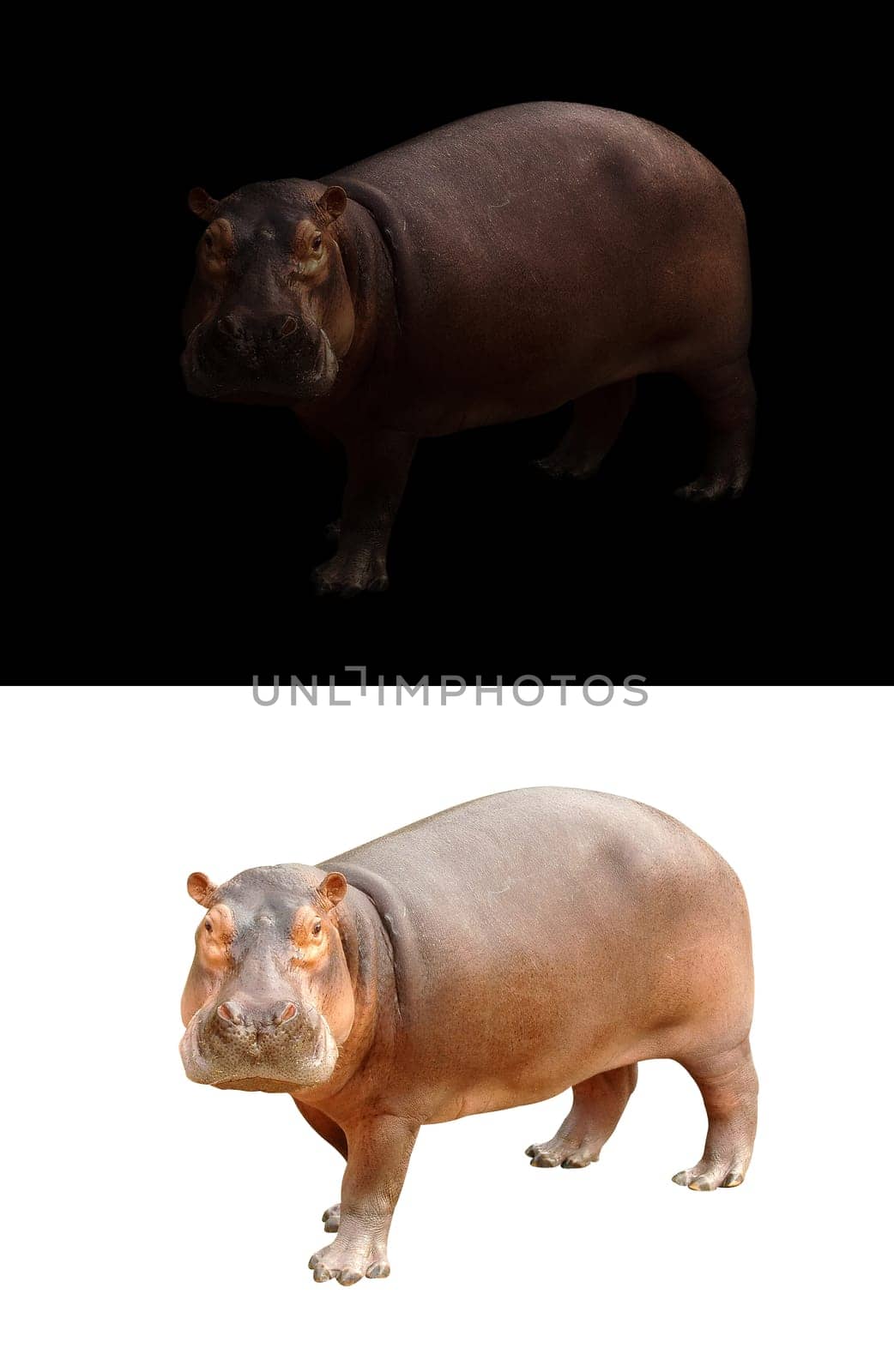 hippopotamus in the dark and hippopotamus isolated on white