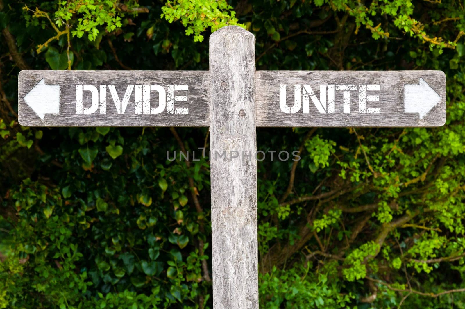 Wooden signpost with two opposite arrows over green leaves background. DIVIDE versus UNITE directional signs, Choice concept image