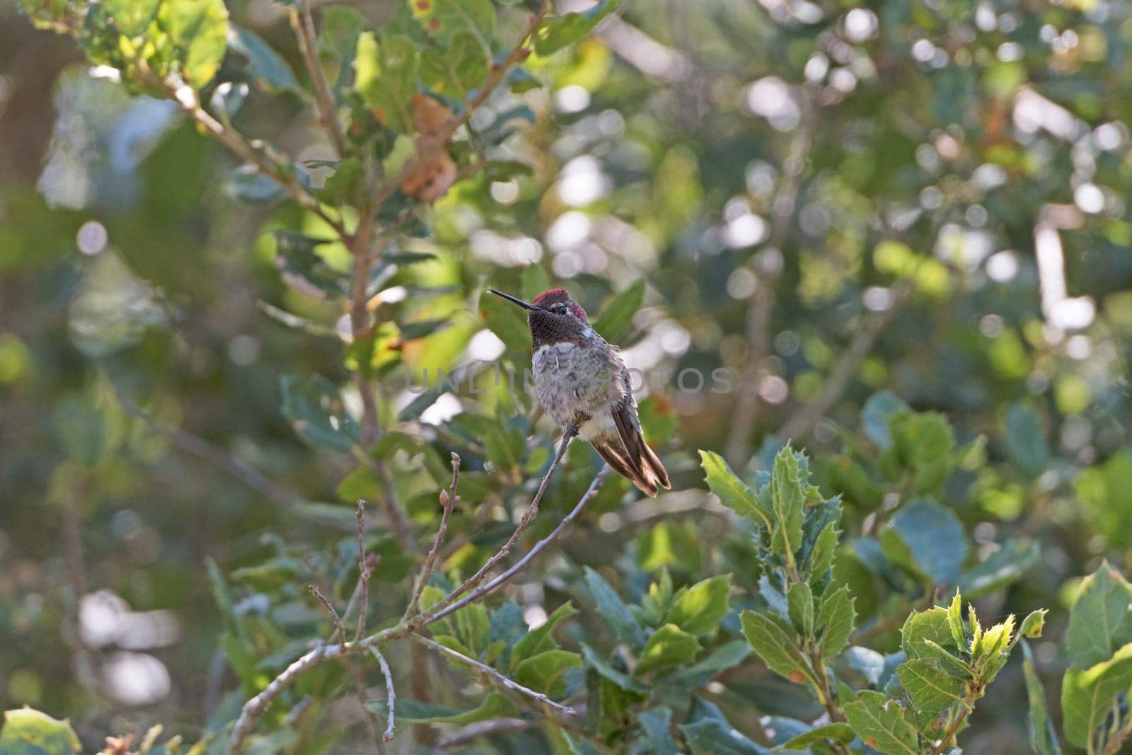 Anna's Hummingbird in a Tree near Santa Barbara, California