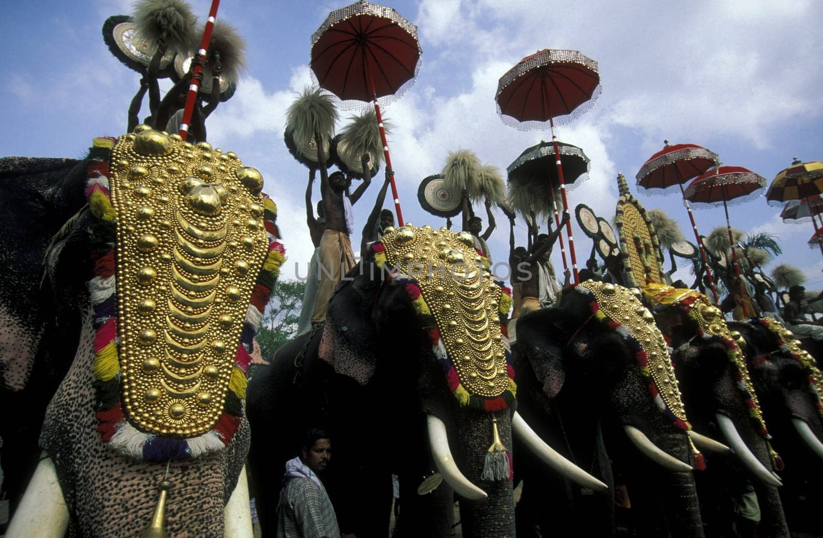 the Elephants at the Pooram Festival in Thrissur in the province of Kerala in India.