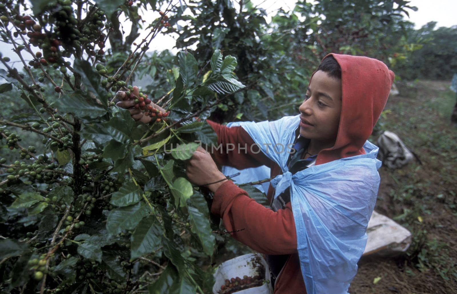 The coffee Plantations in the Hills of Copan in Honduras in Central America