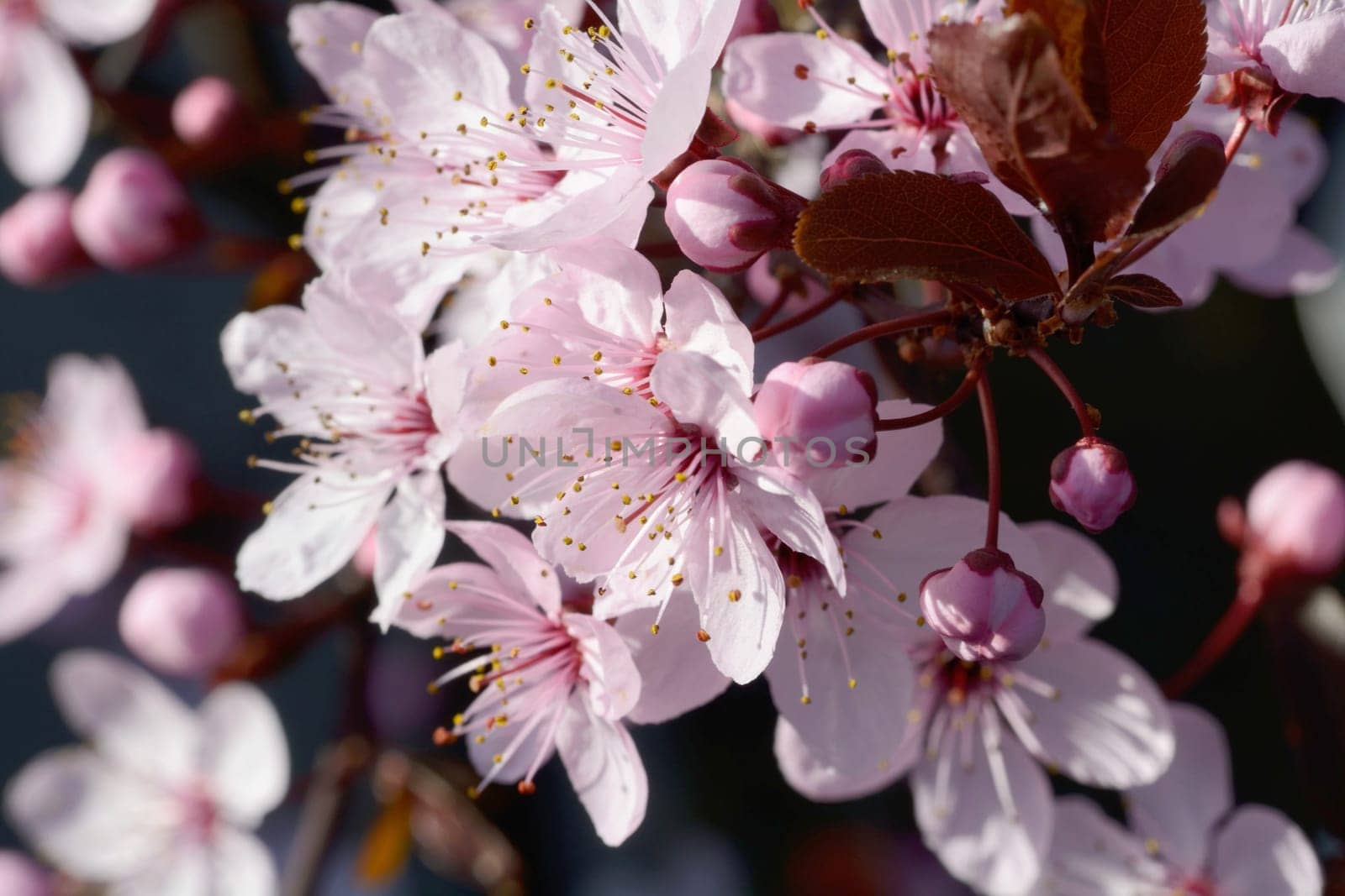 Flowering ornamental plum