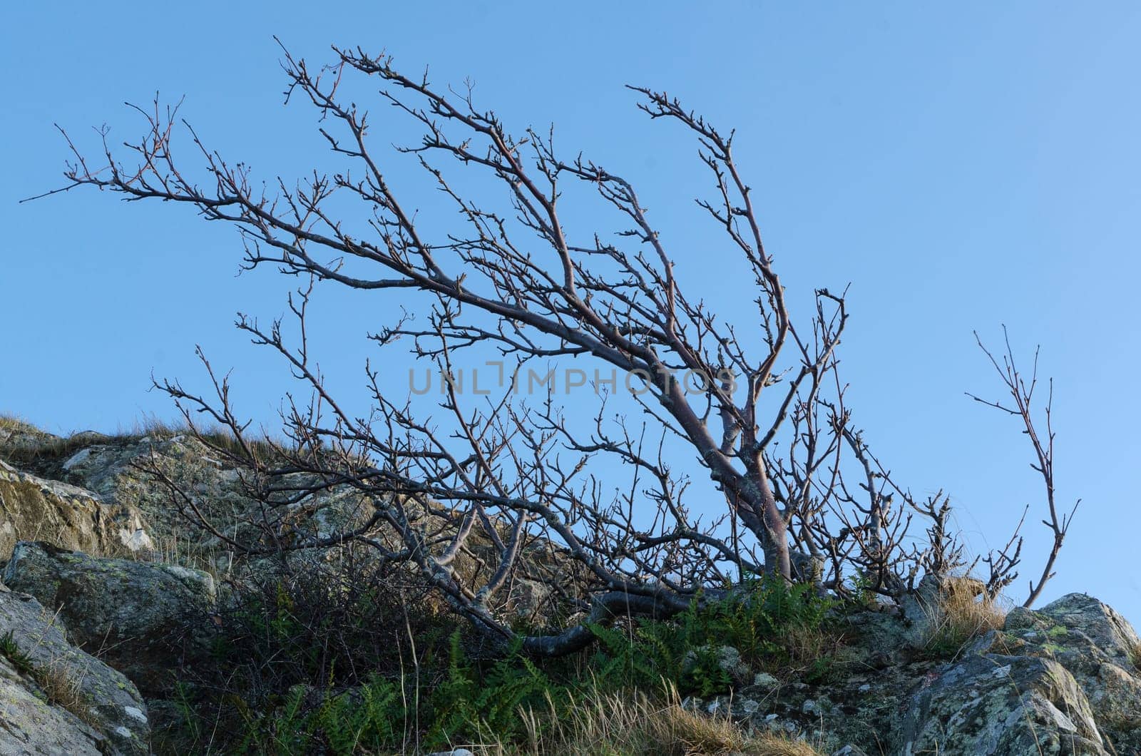 a windswept tree on a hill with a blue sky
