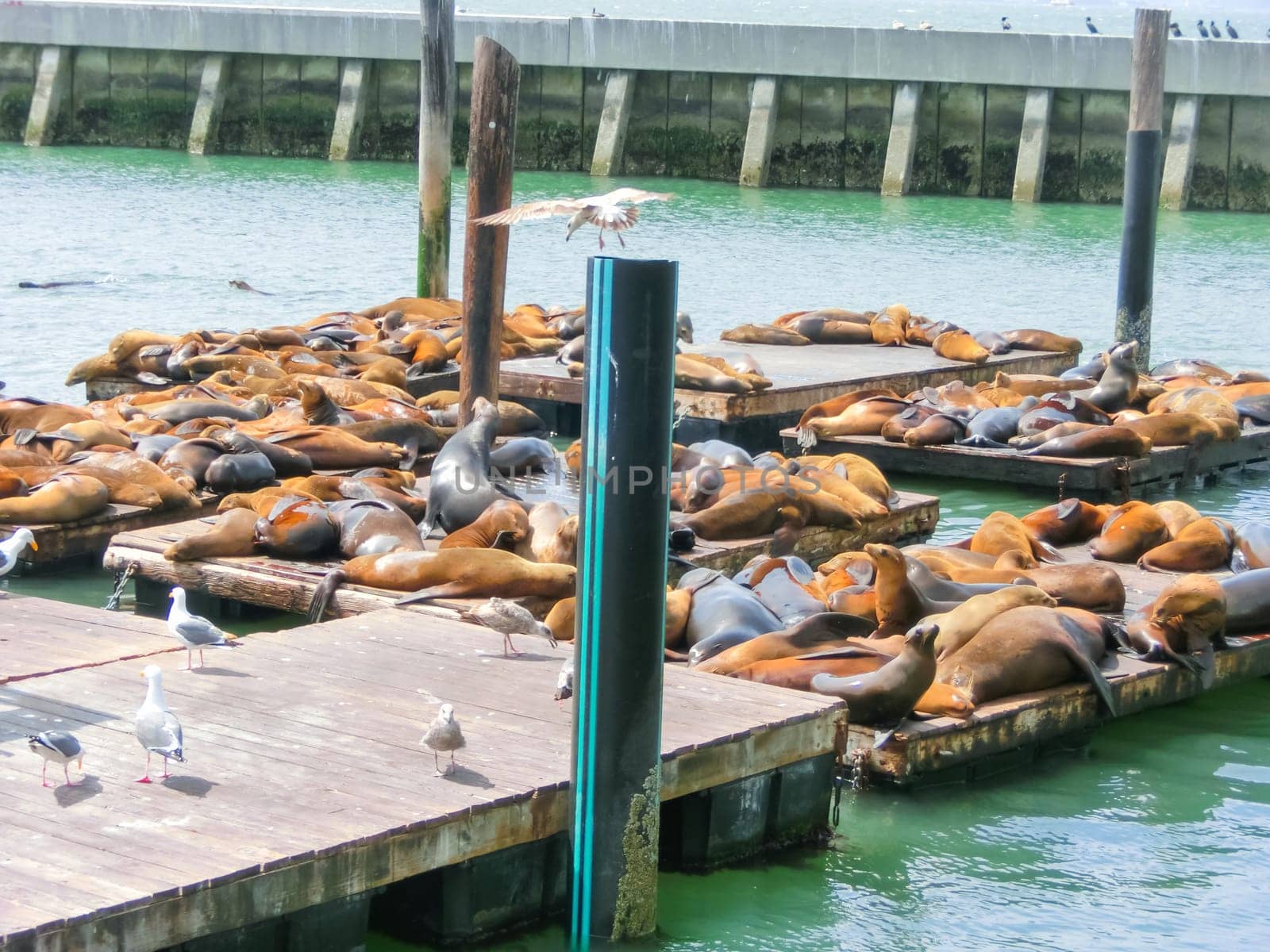 Sea lions at Pier 39 in San Francisco, USA