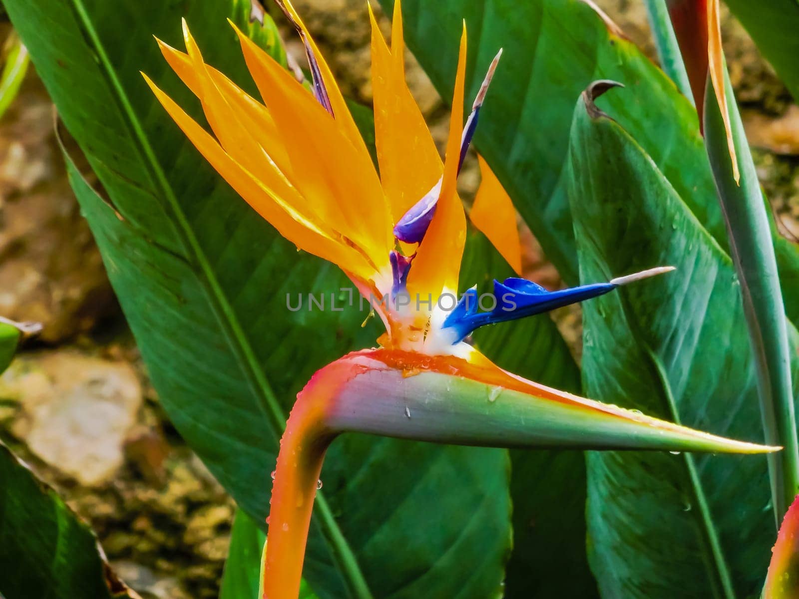 Flower Strelitzia. Bird Paradise in the Taormina, Sicilia Island, Italy