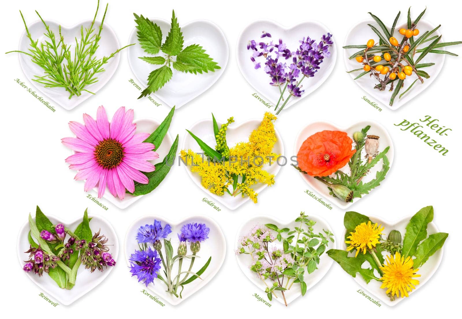 Alternative medicine with medicinal plants 2