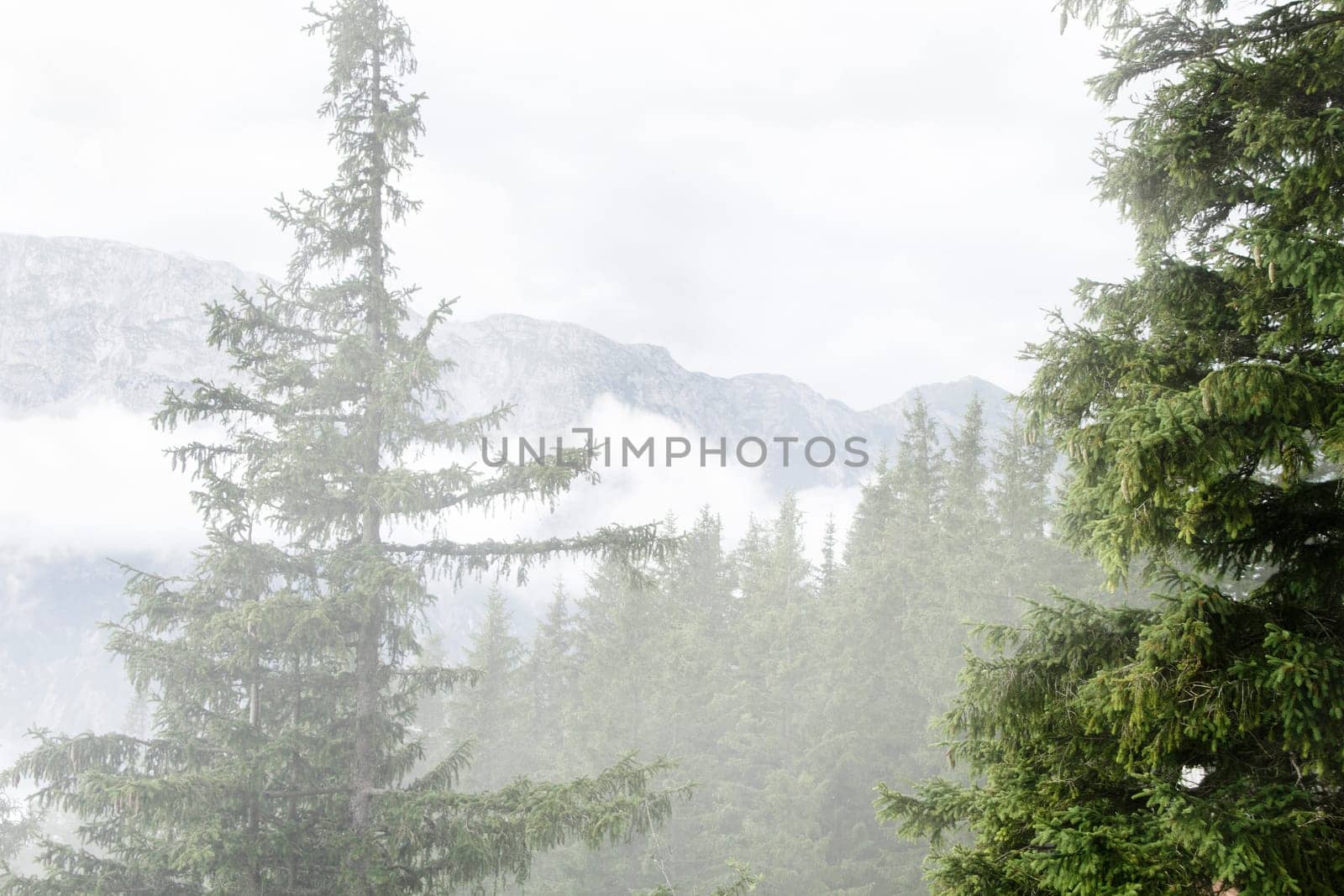Morning fog on the high mountain, Austria