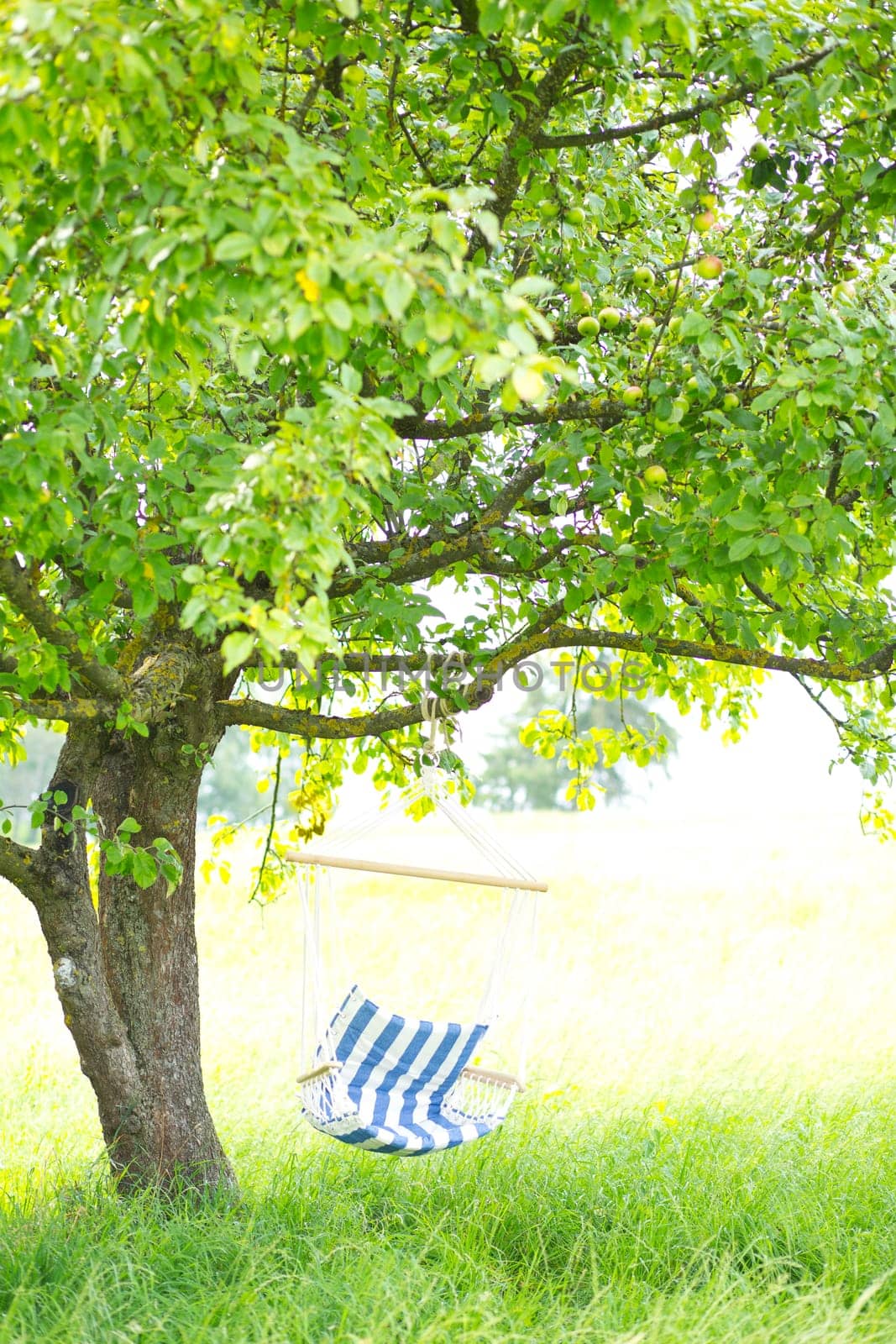 relax in the hammock chair