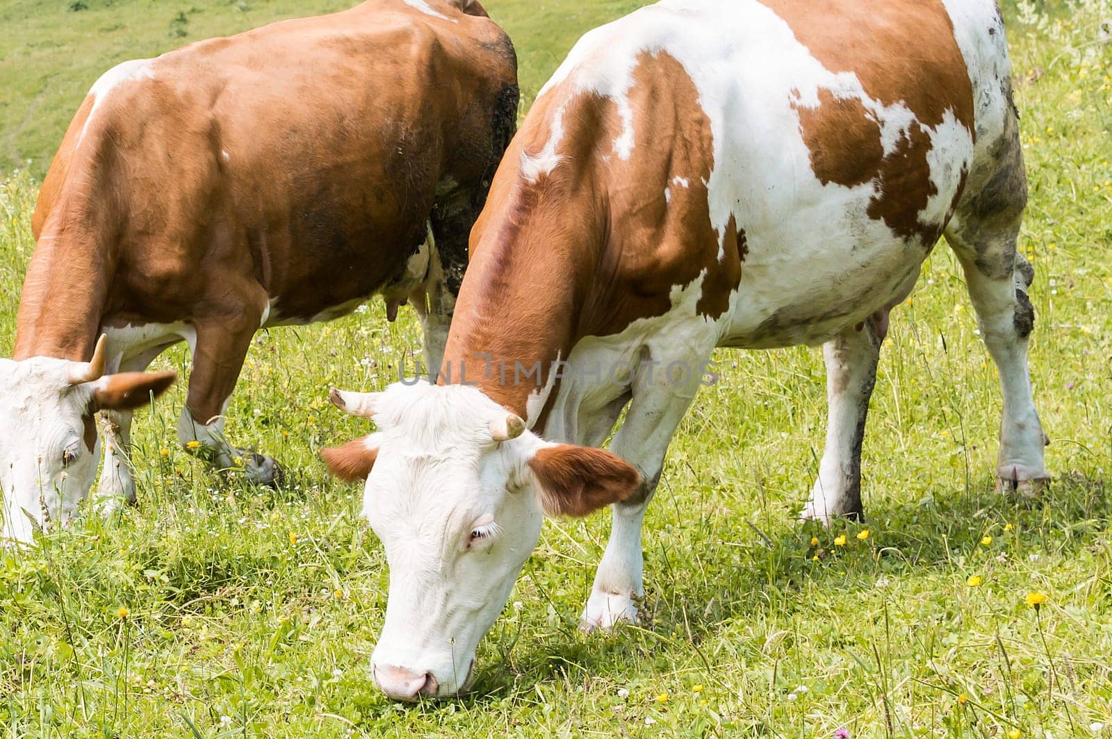 Cows grazing in the meadow in the mountains.