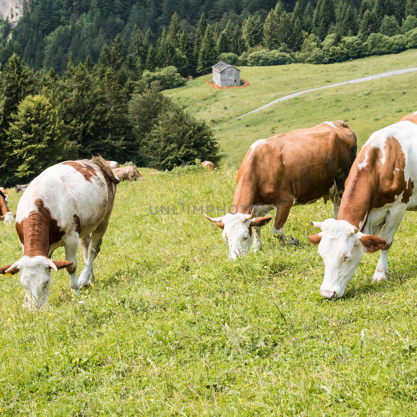 Cows grazing in the meadow in the mountains.