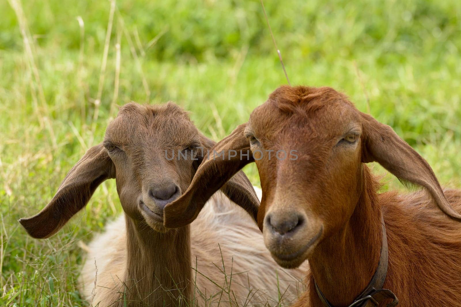 Goats graze in the green countryside in Sardinia.