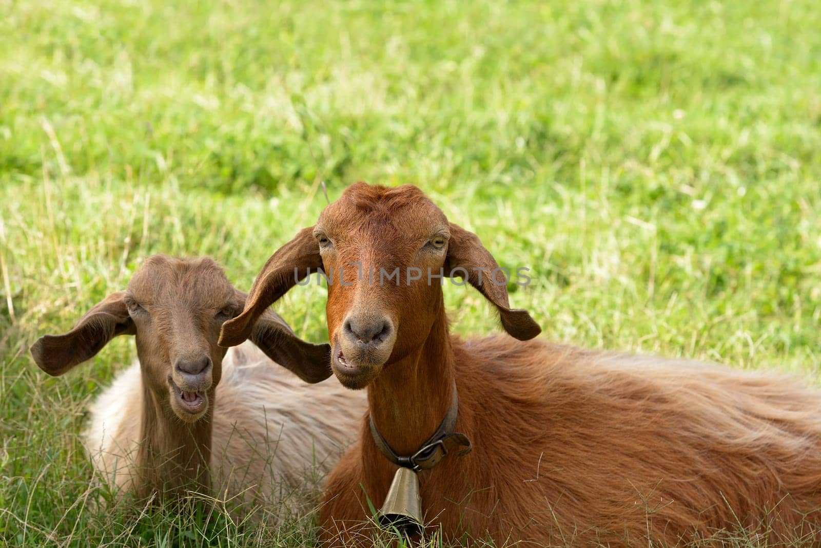 Goats graze in the green countryside in Sardinia.