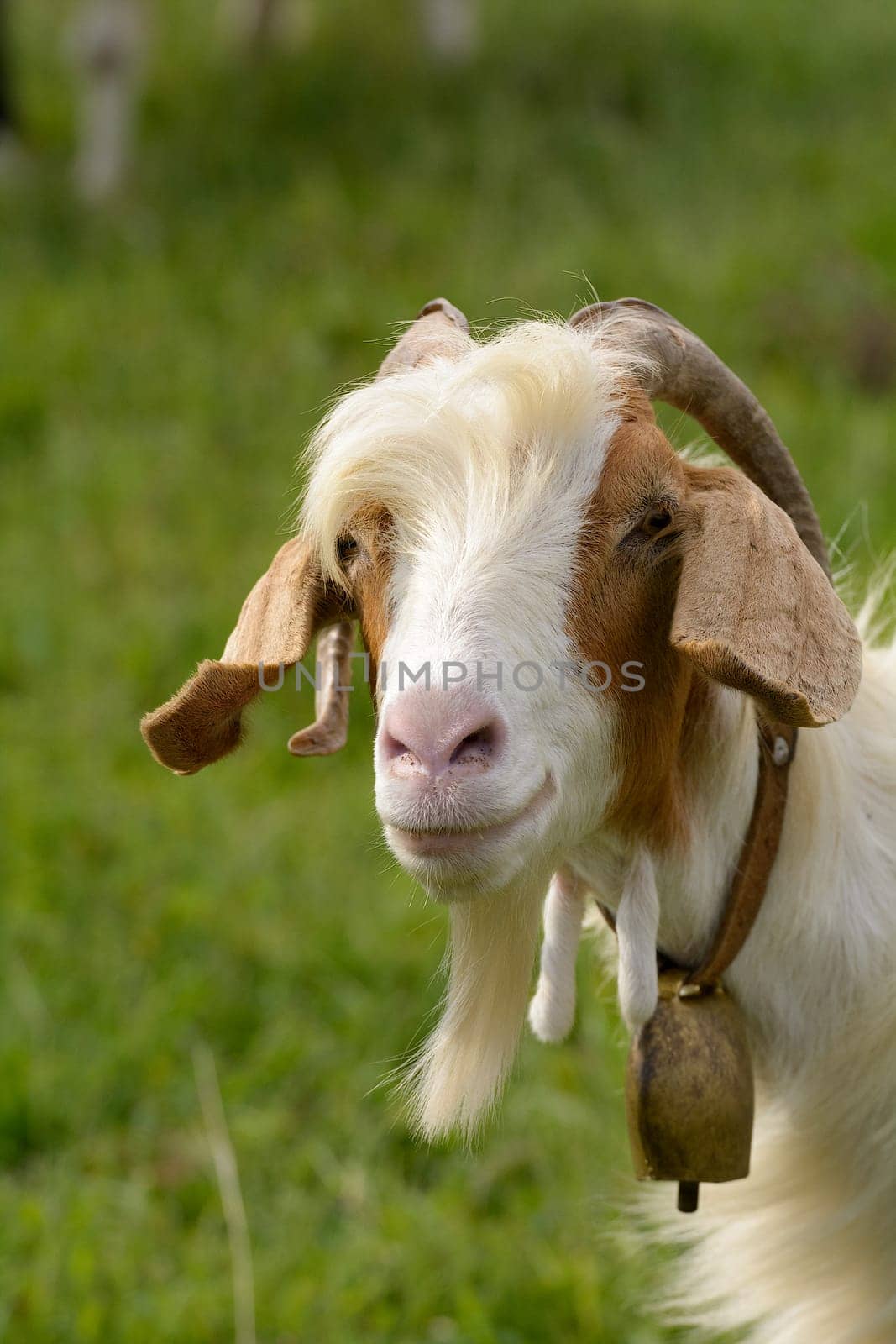 Goats graze in the green countryside in Sardinia.