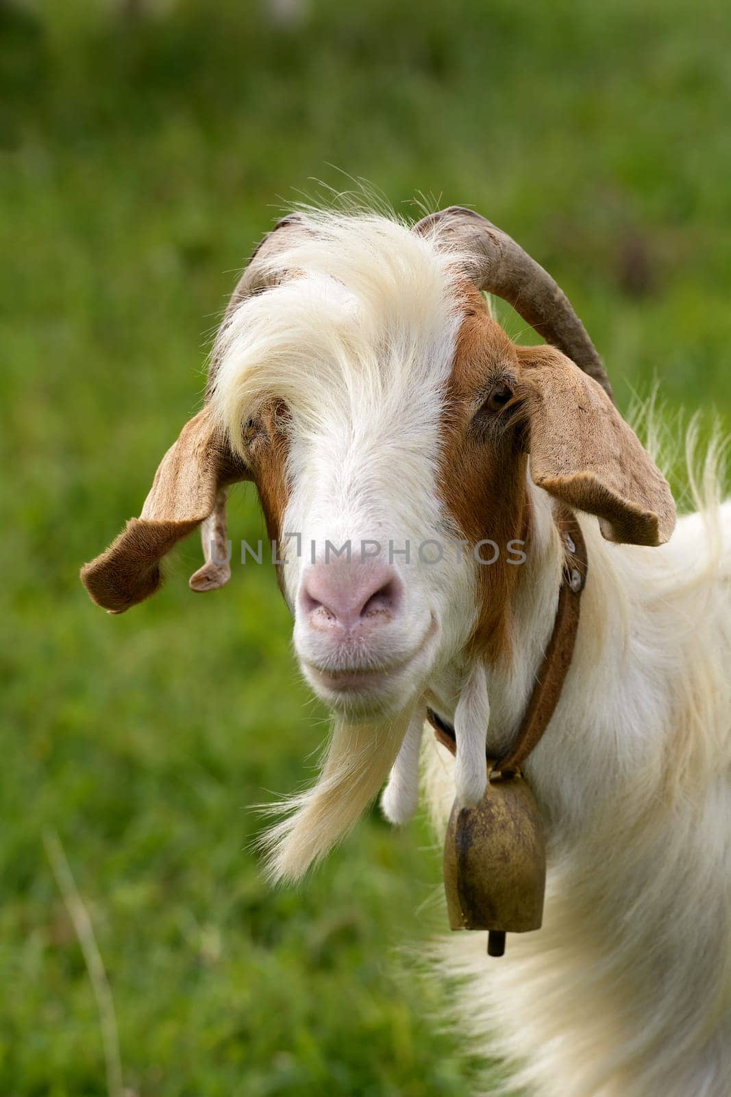 Goats graze in the green countryside in Sardinia.