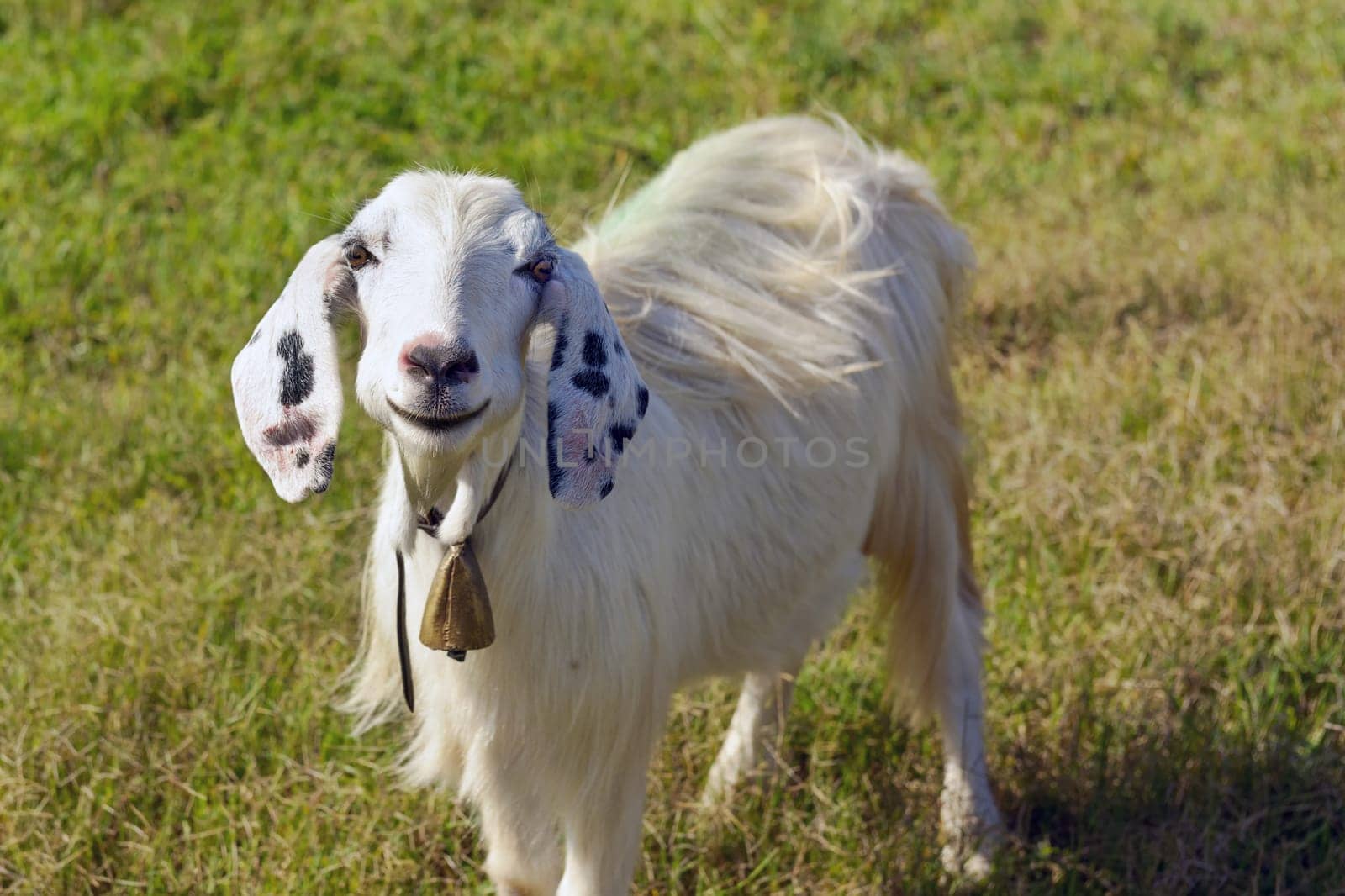 Goats graze in the green countryside in Sardinia.