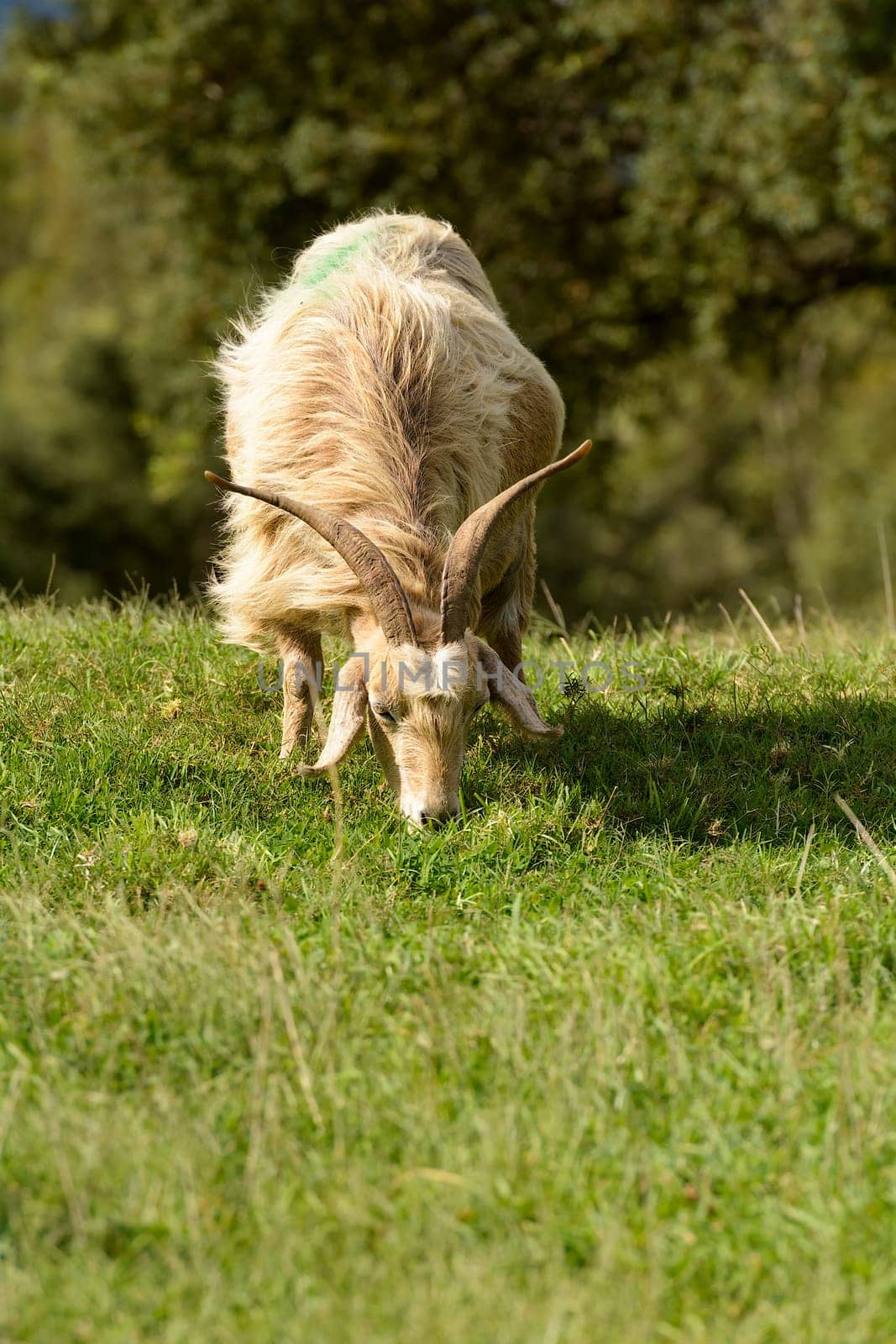 Goats graze in the green countryside in Sardinia.