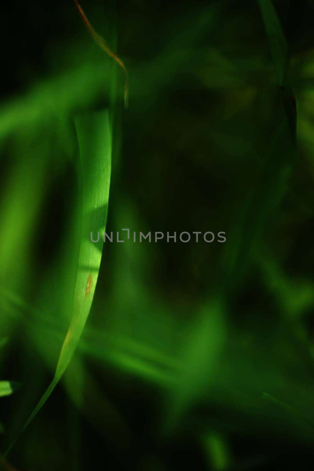 The close-up of green blades of grass of a meadow.