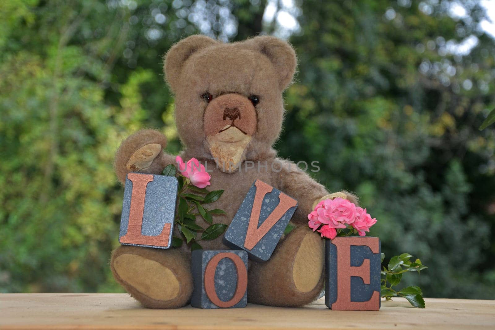 Antique brown teddy bear sits with love stones against green nature background and pink roses