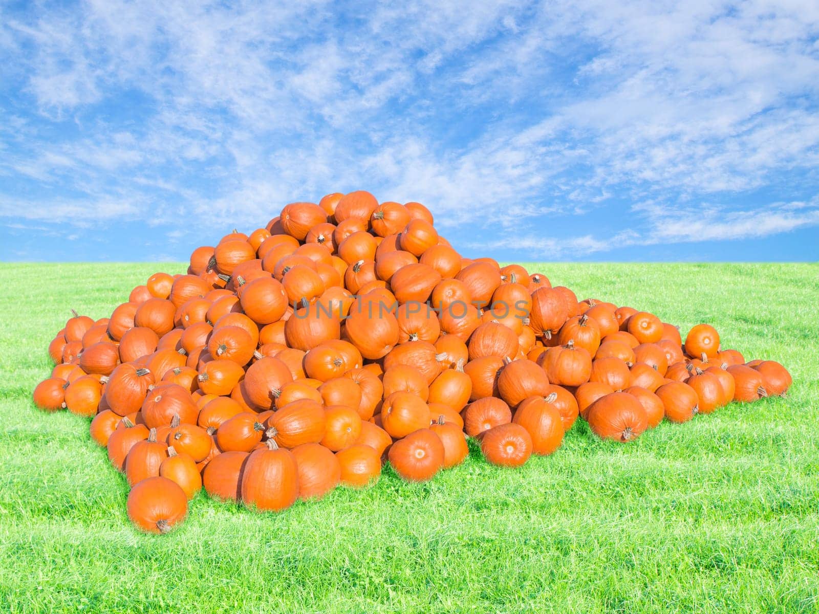 Bountiful harvest on the pumpkin patch. Big pile of many ripe large pumpkins on fresh green field under blue sky.