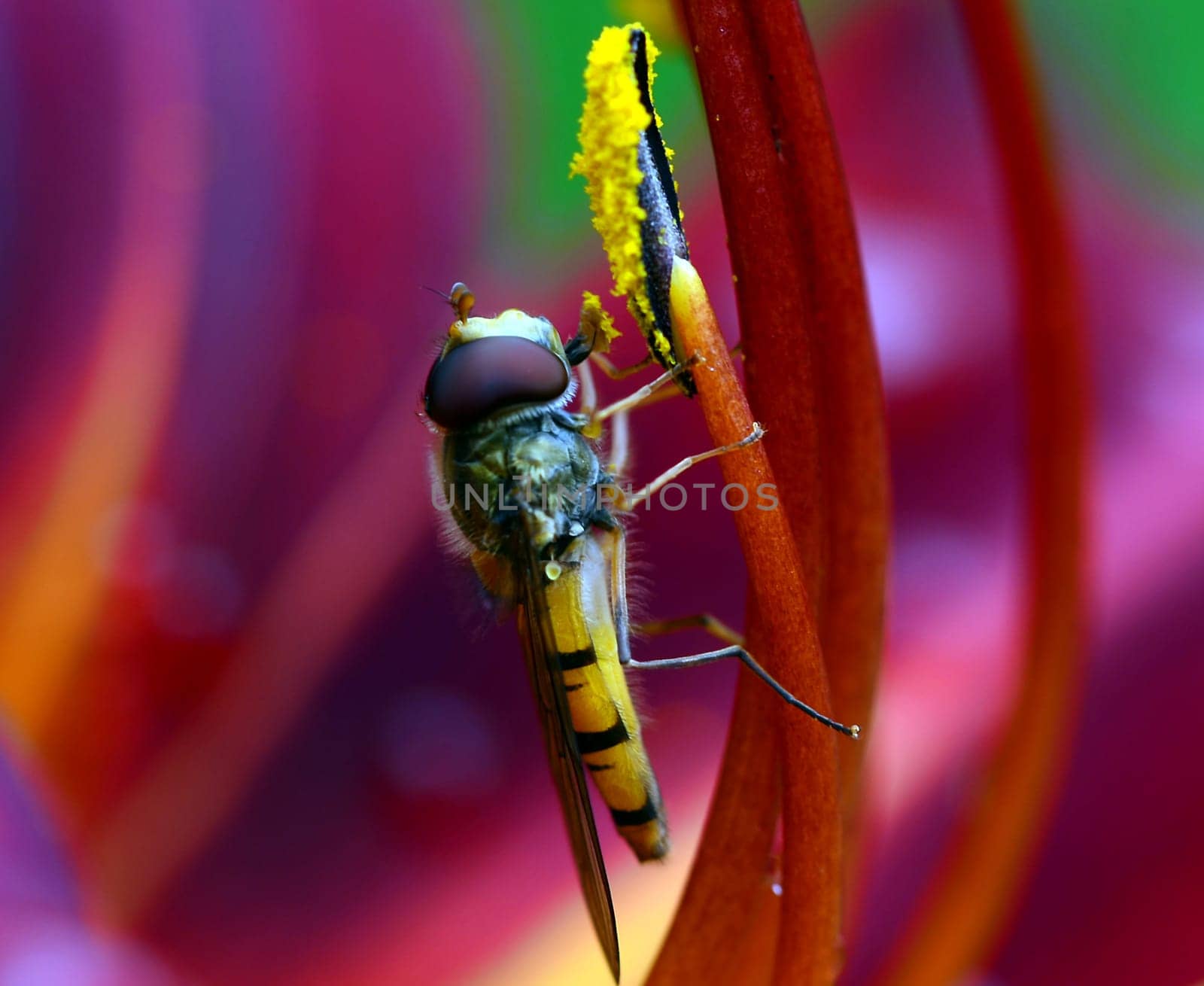 Wasp collecting nectar