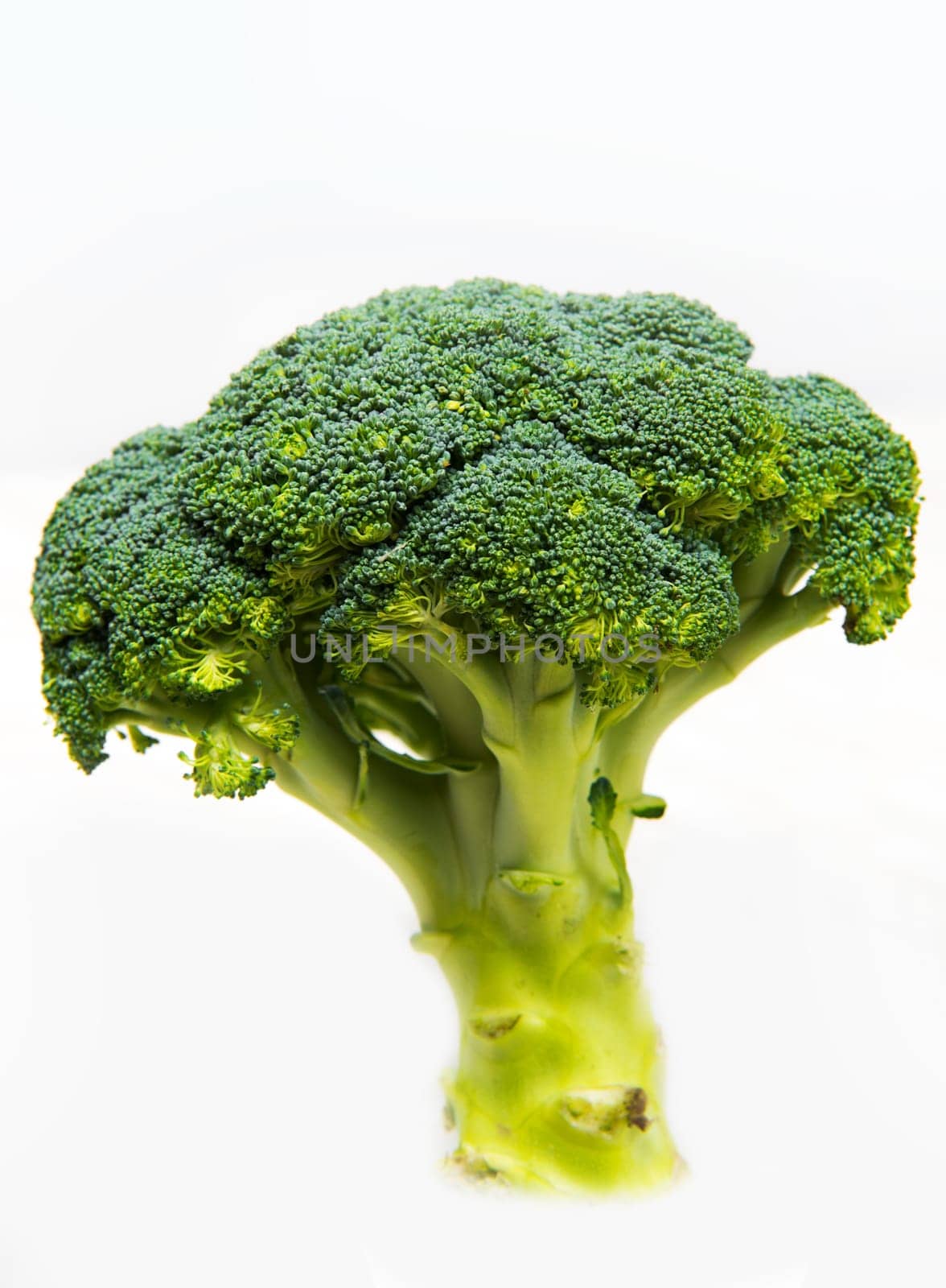 fresh broccoli solated on a white background