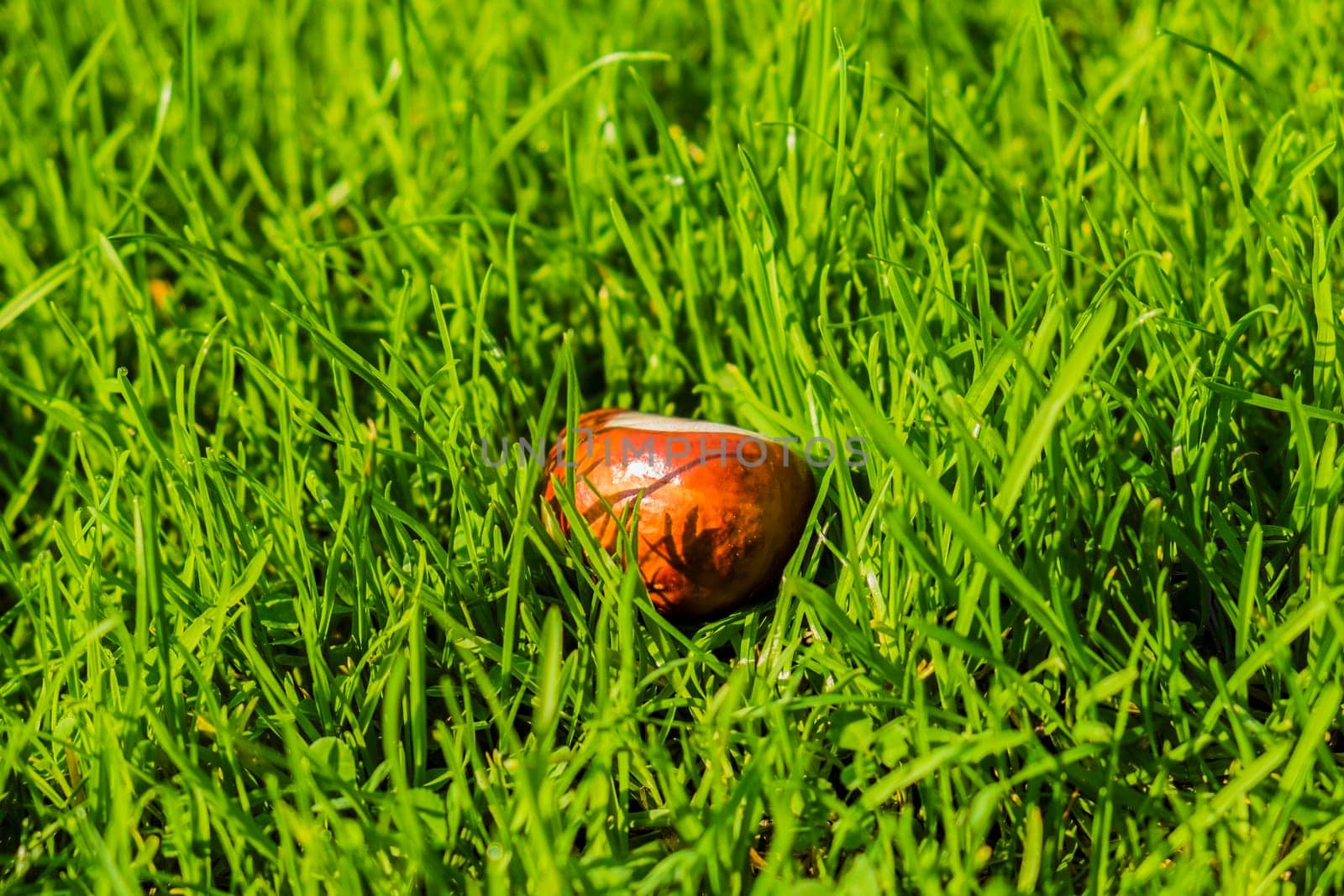 horse chestnut seed lying in green grass