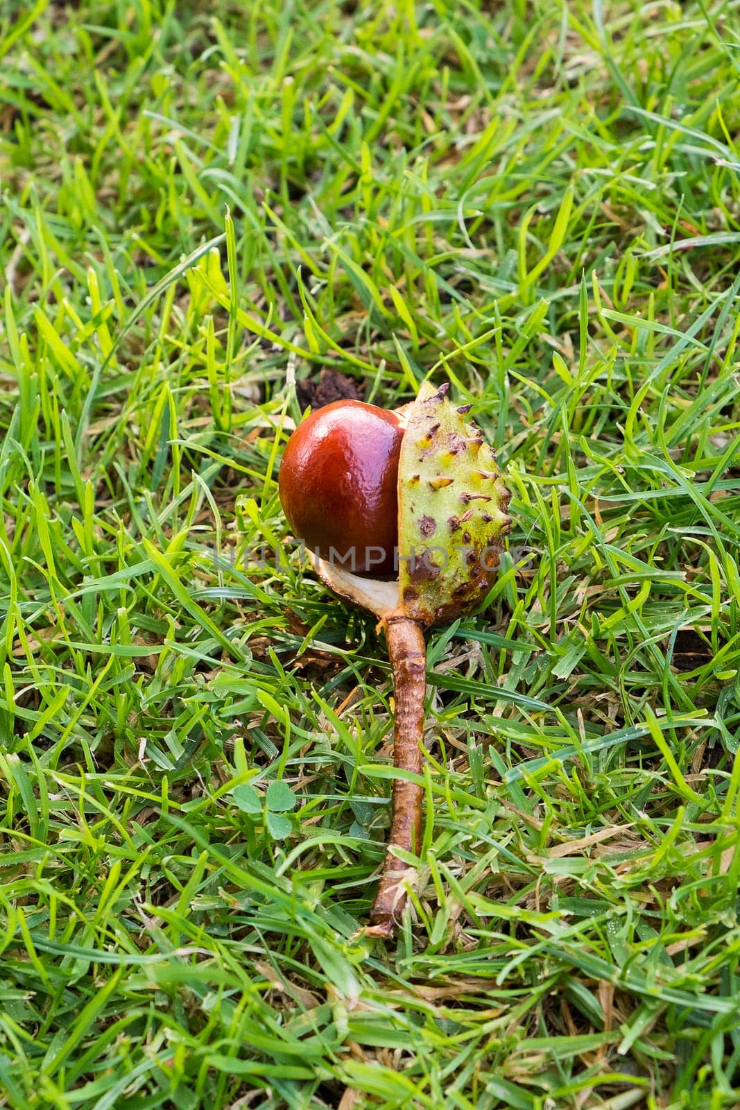 horse chestnut seed lying in green grass