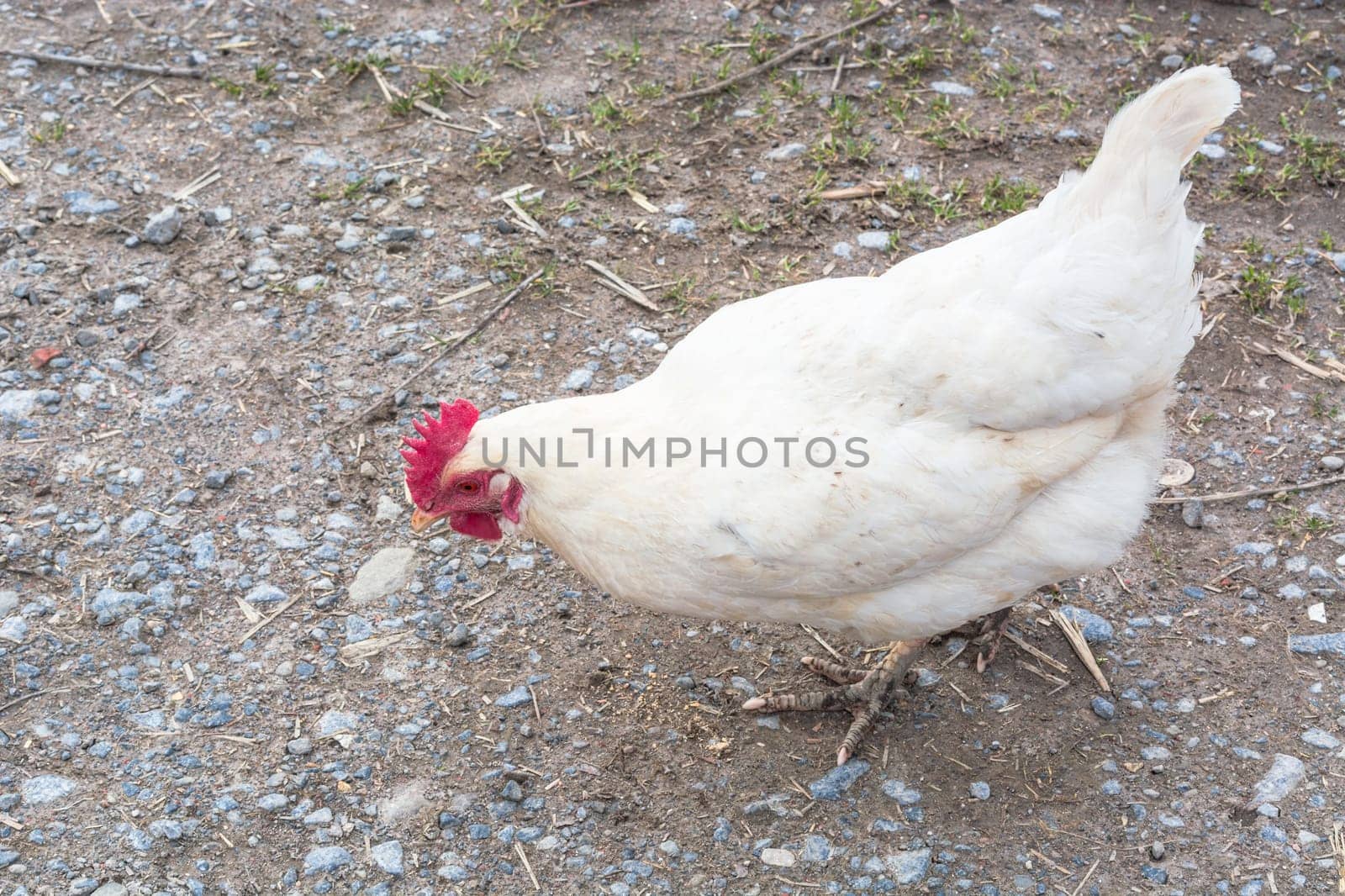 Free-range chicken looking for food on a farm.