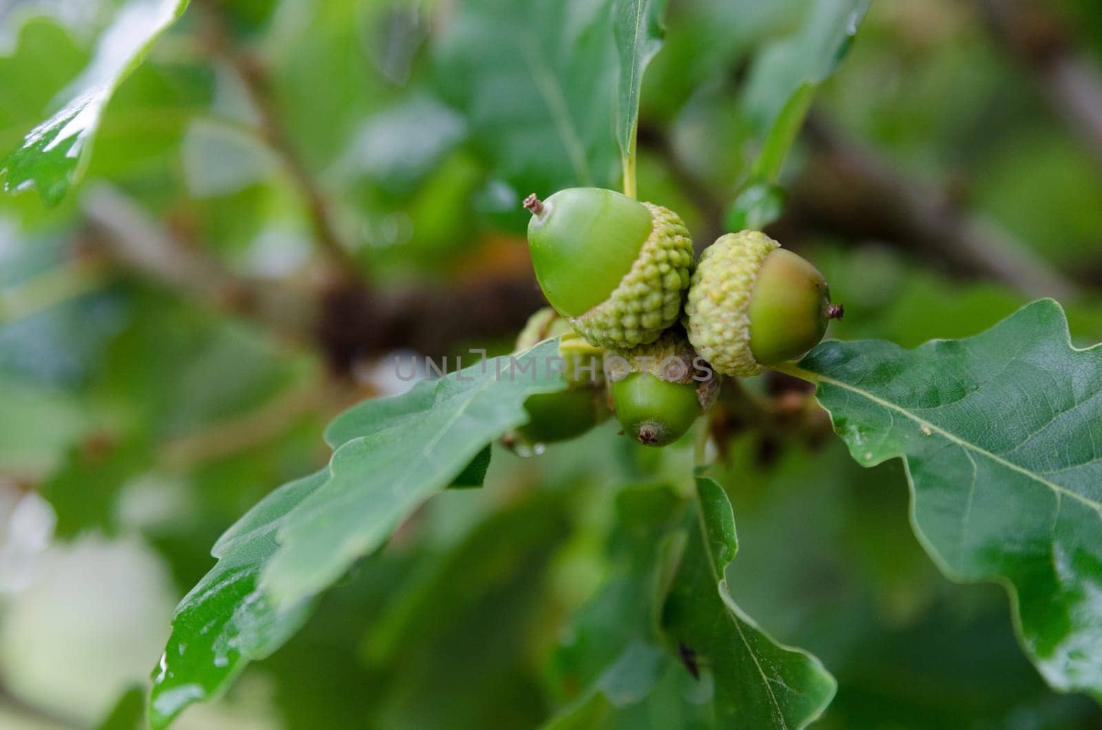 some green acorn in the oak waiting to be brown