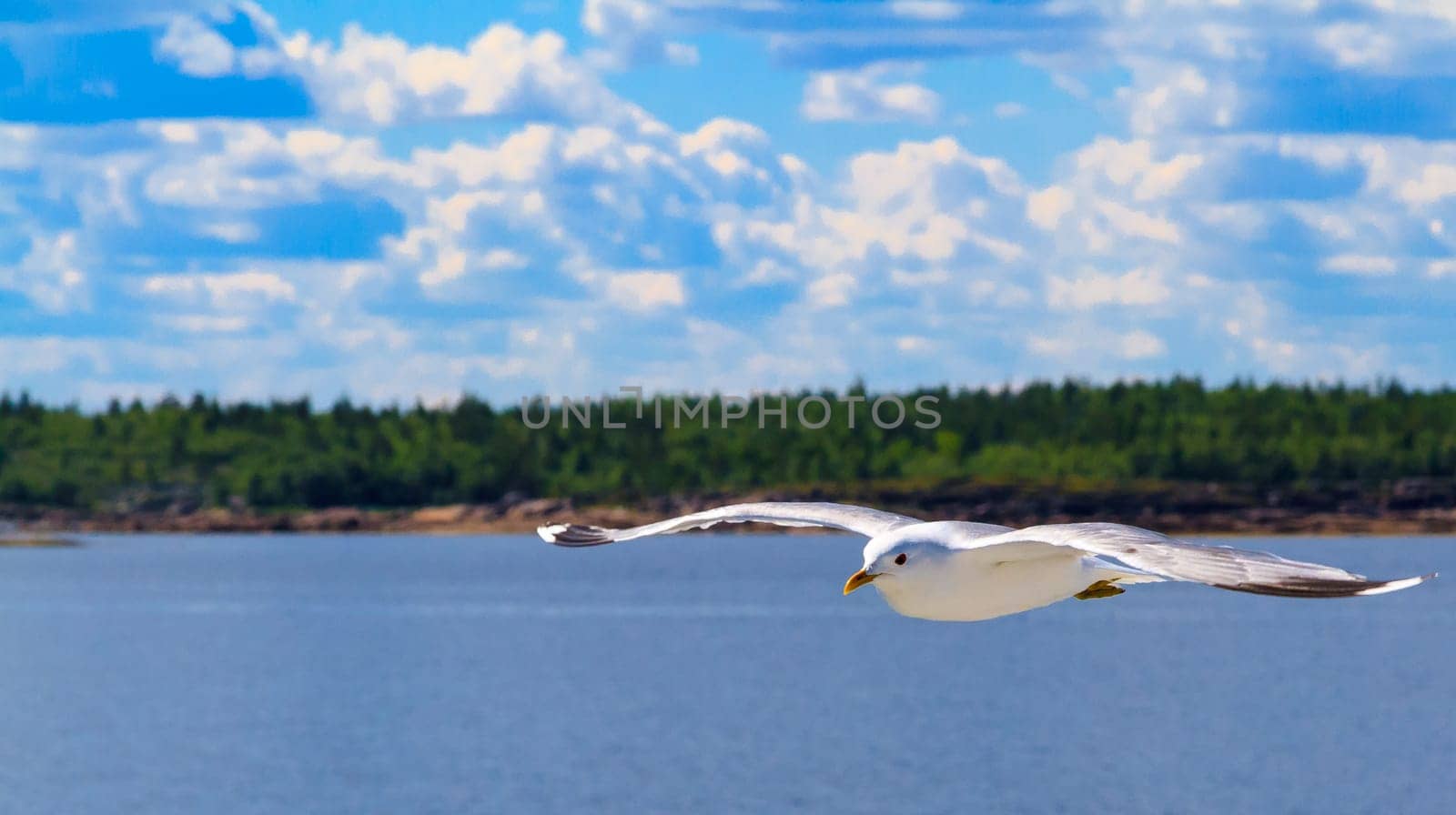 The Flying Seagull,Solovetsky Archipelago,Karelia,north of Russia.
