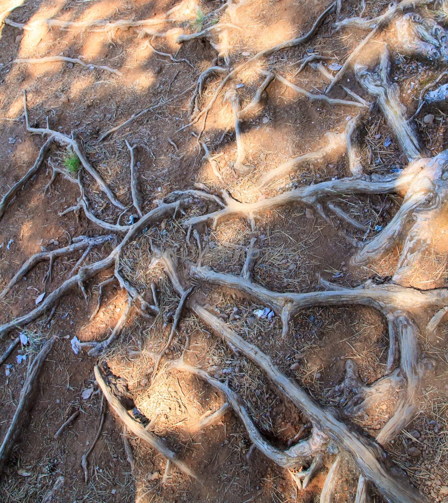 The roots of the tree,Valaam,Russia.