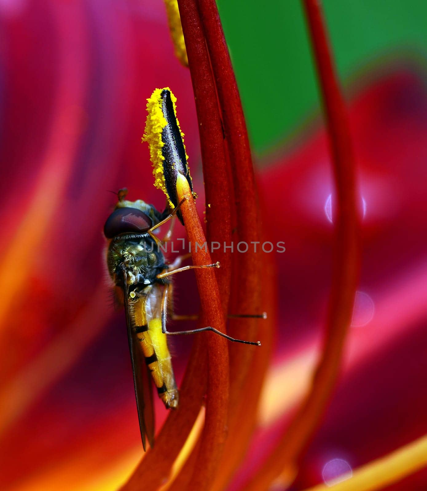 Hoverfly (Episyrphus balteatus)