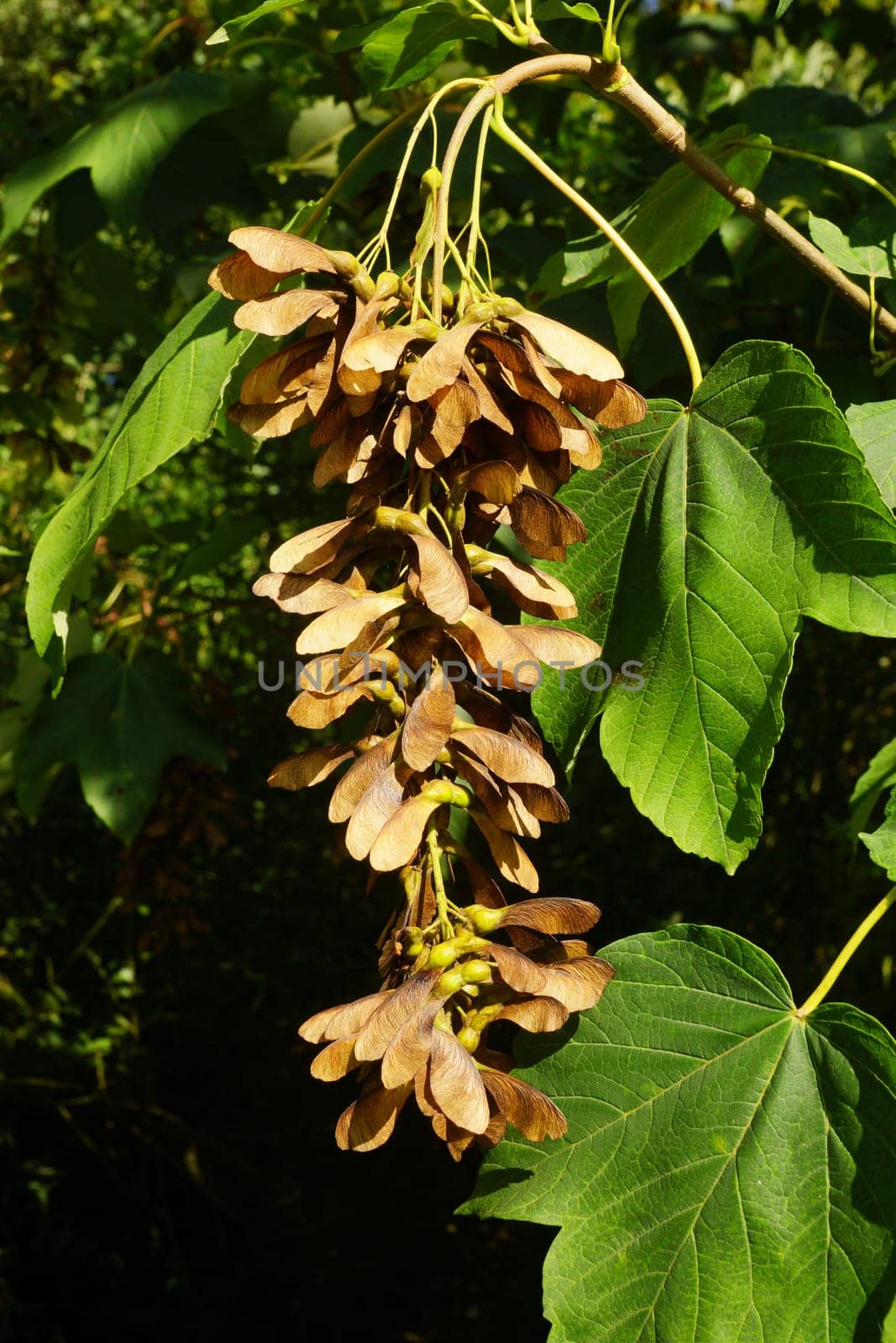 Maple tree in summer