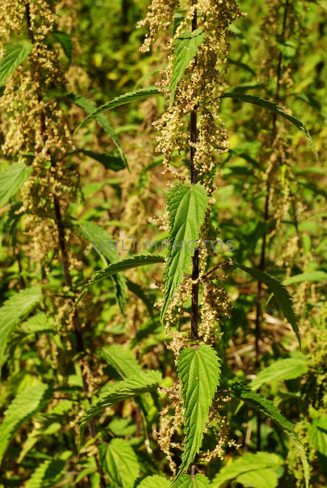 Nettle - Urtica dioica