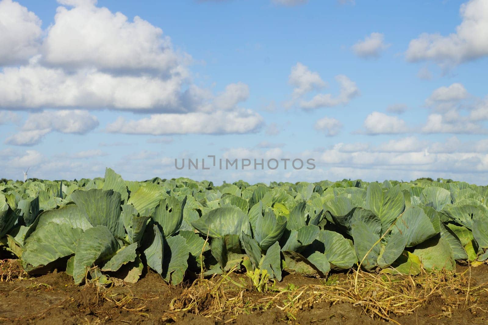 Vegetable field with cabbage under a blue sky in summer