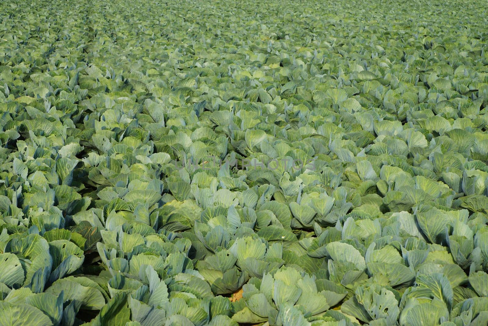 Vegetable field with cabbage under a blue sky in summer