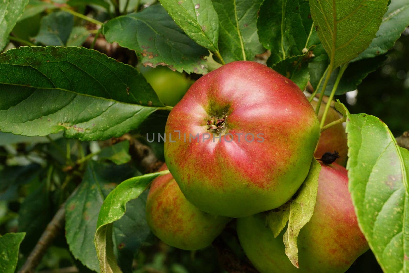 Organic apple on an apple tree