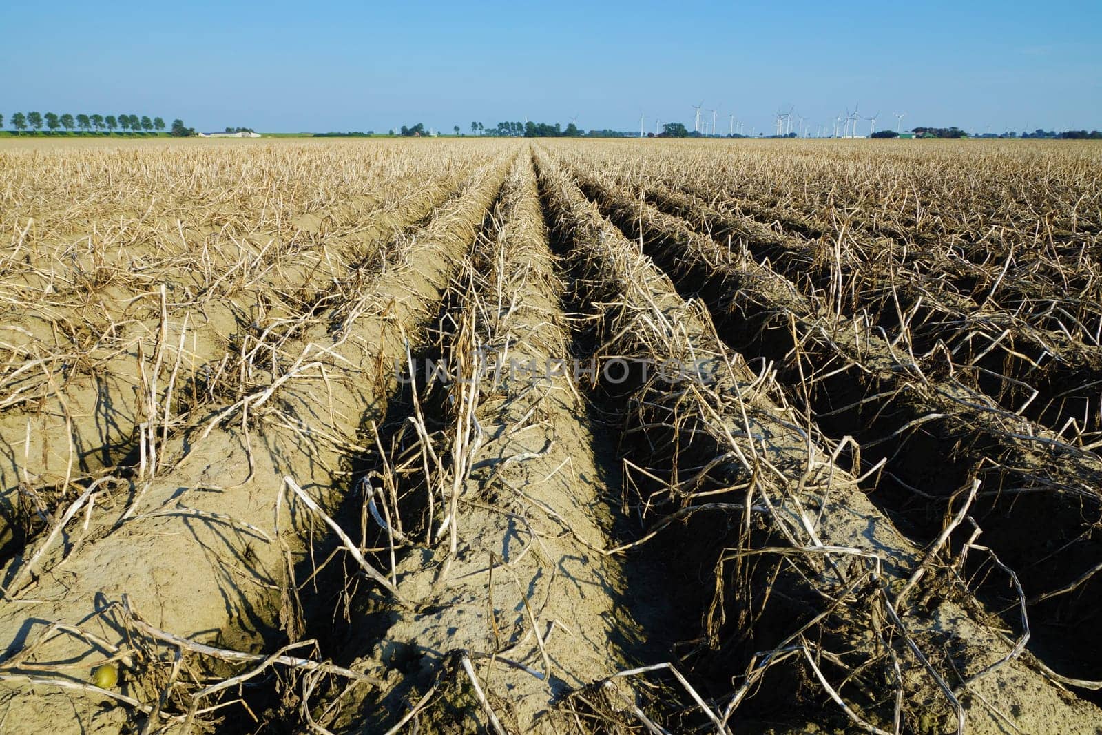 Potato field in summer