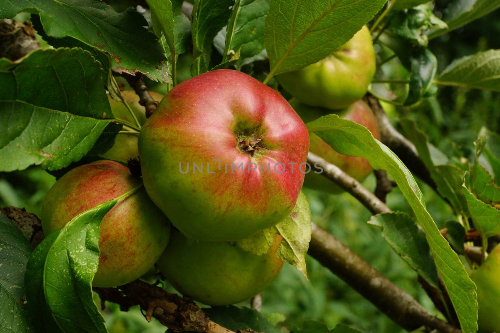 Organic apple on an apple tree