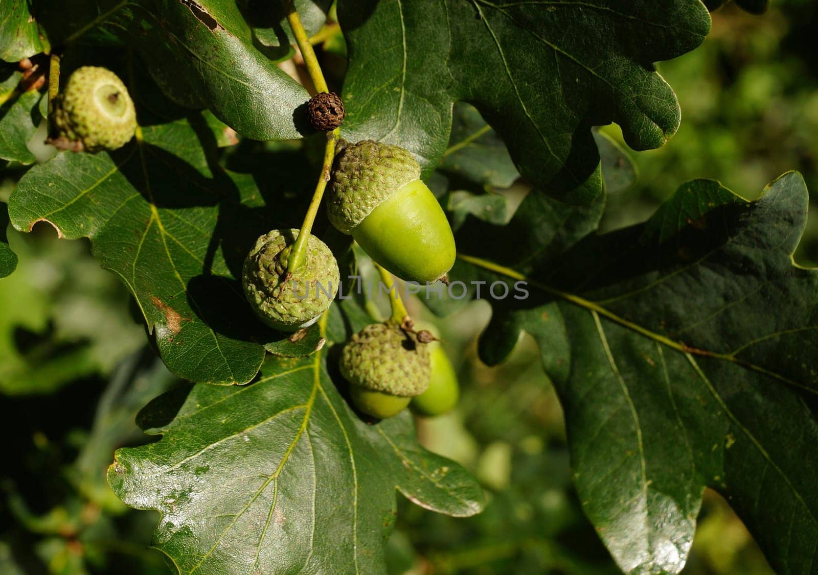 Acorns on an oak tree